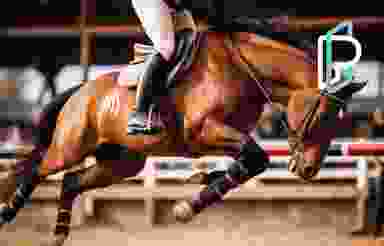 Equitation